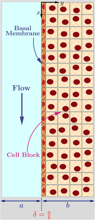 Tissue mimic inside a microfluidic channel