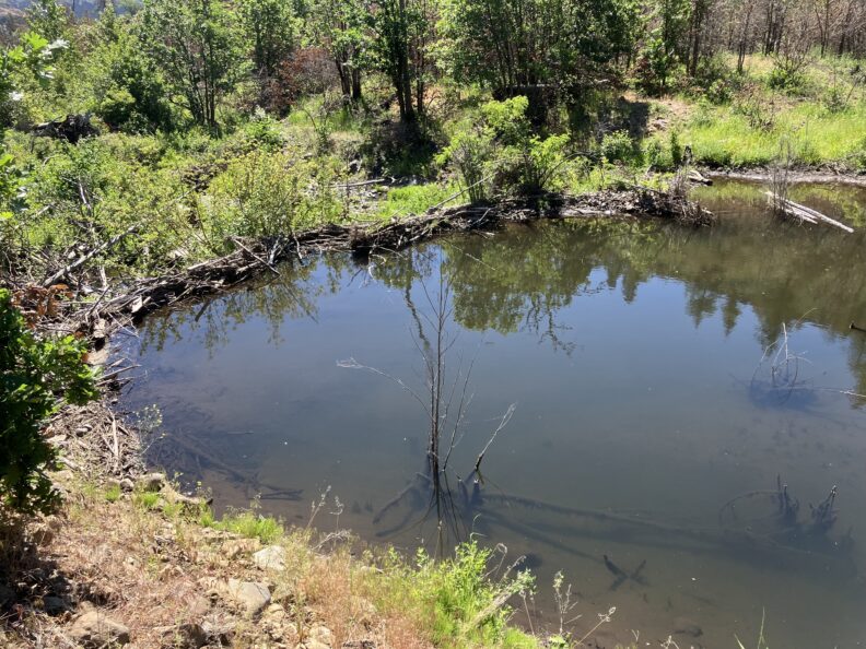 beaver dam pond