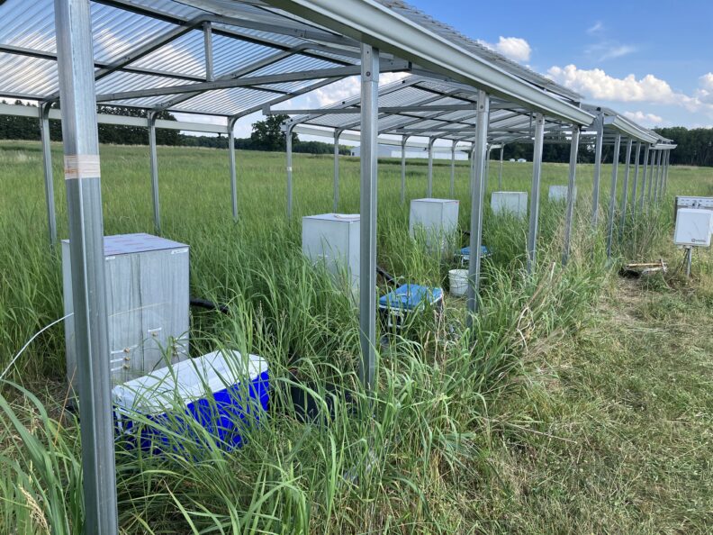 mesocosms in a field of switchgrass