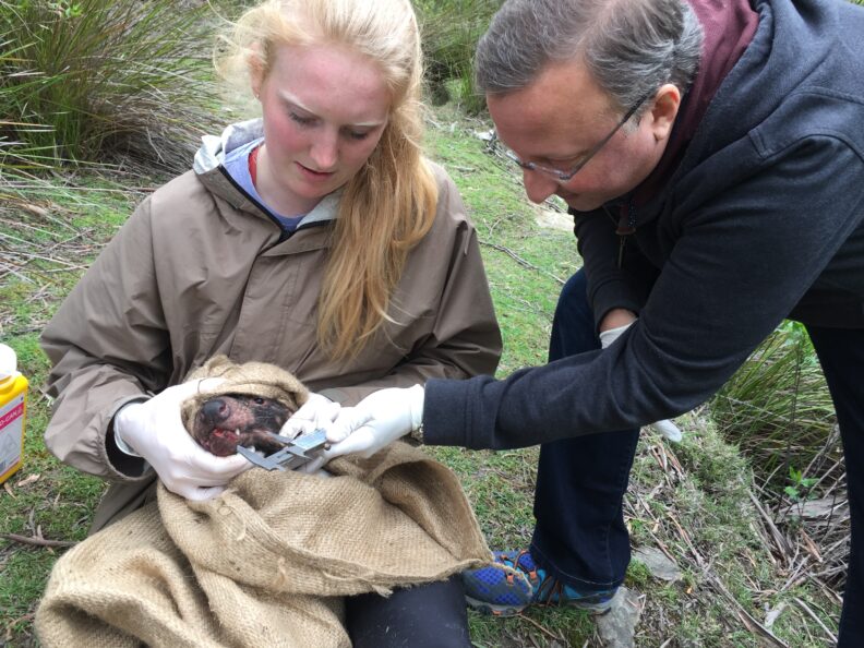 Researches securing a Tasmanian Devil in a bag.