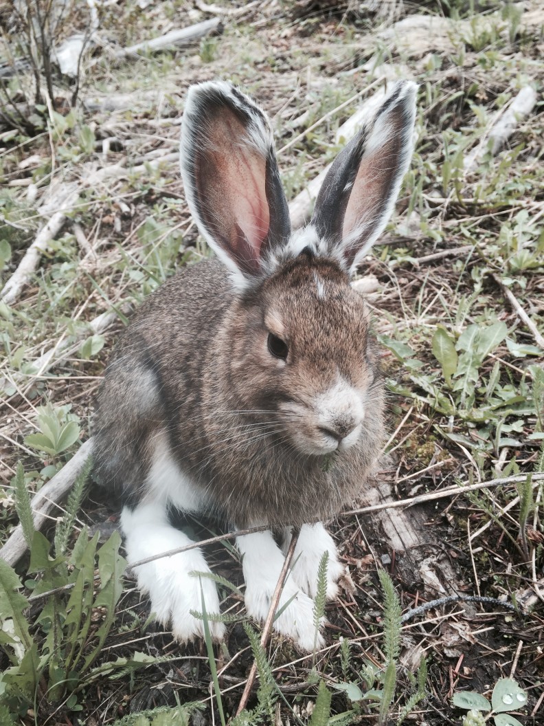 Snowshoe hare in a thinned forest stand