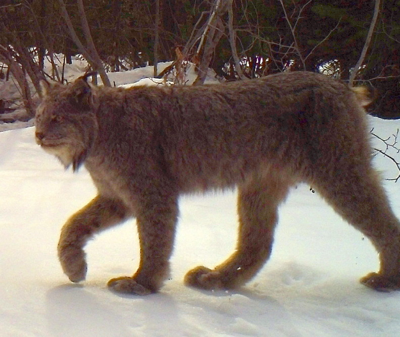 Canada Lynx
