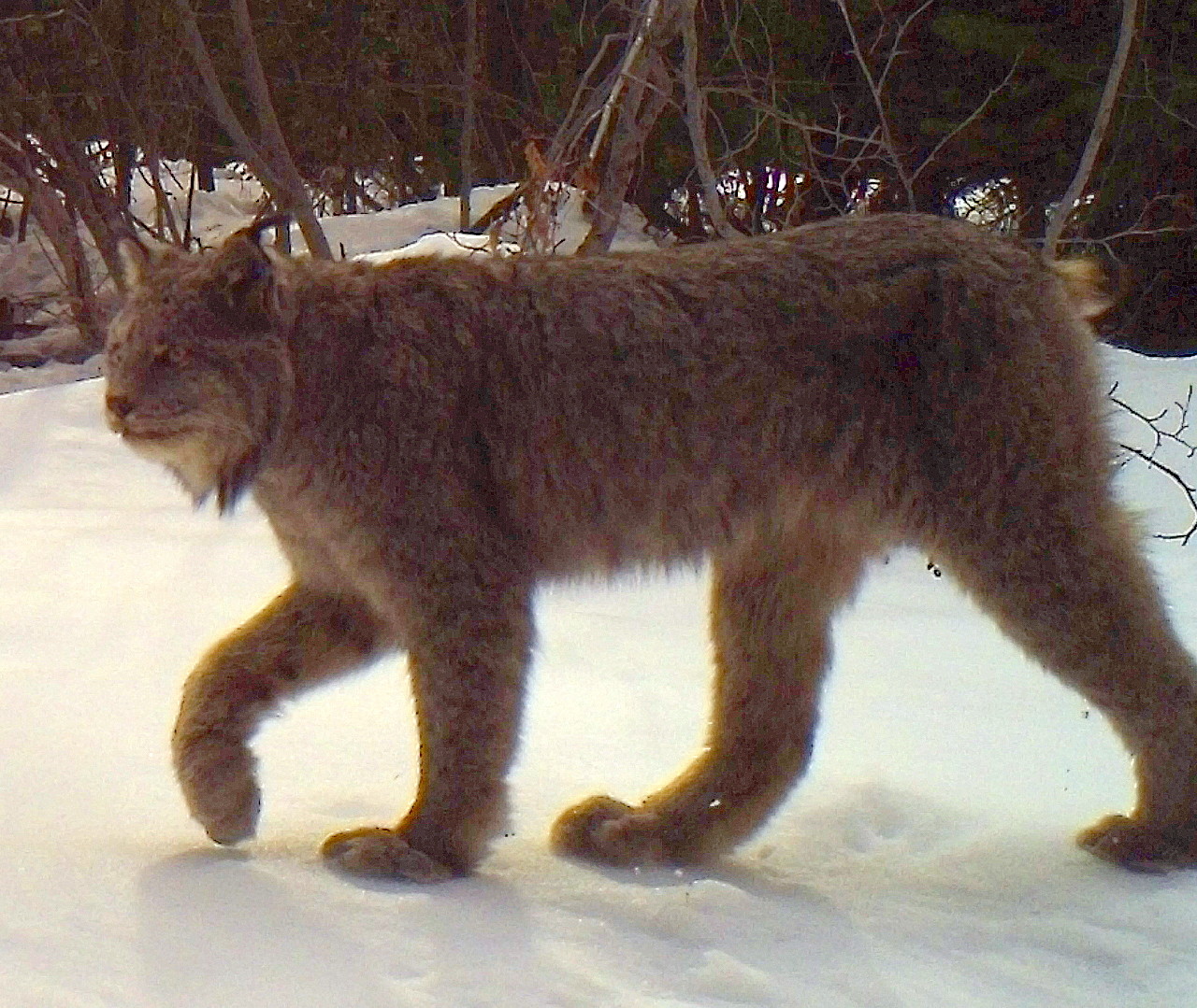 Canada Lynx