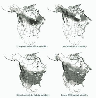 Lynx/bobcat distribution models
