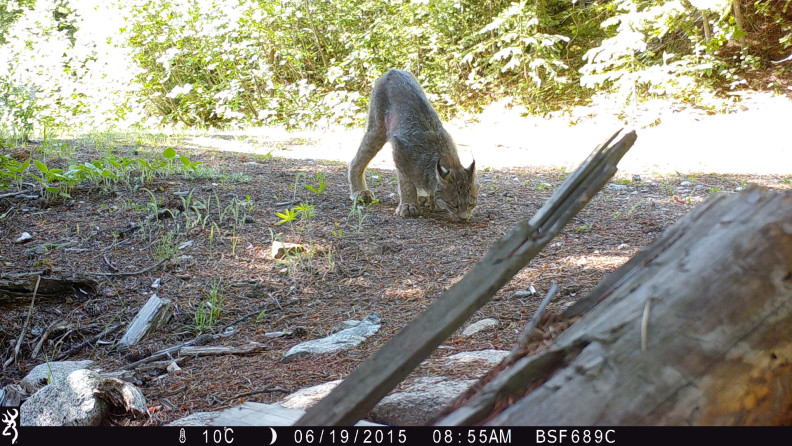 Canada Lynx