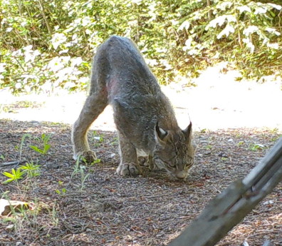 Canada lynx