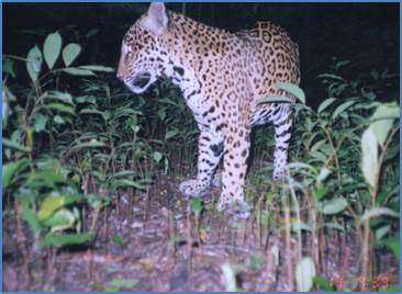 Jaguar on camera trap