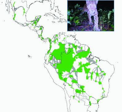 Jaguar range-wide conservation plan