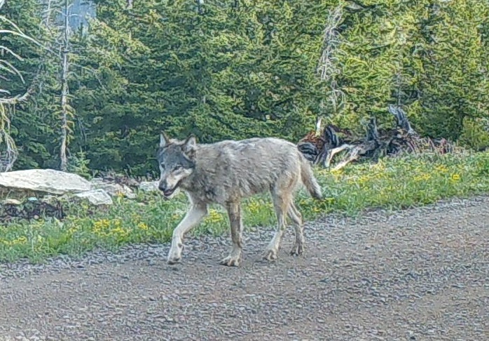 Gray Wolf