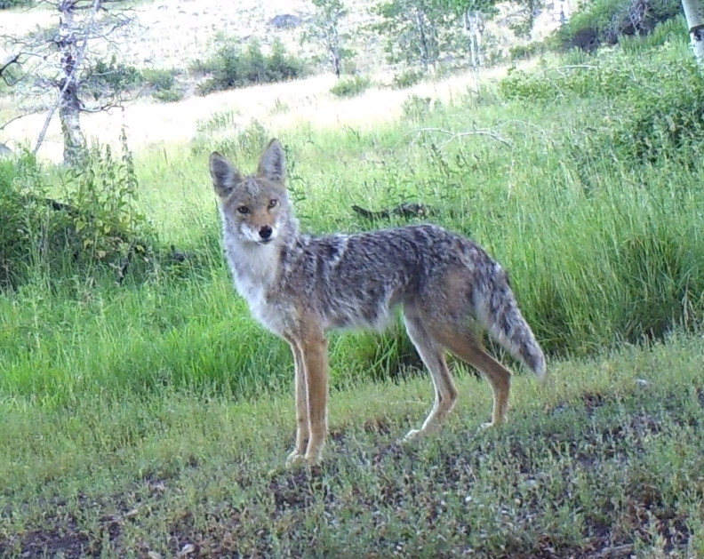 Coyote
