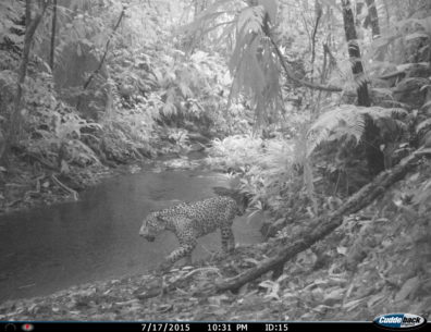Jaguar on a camera trap in La Moskitia