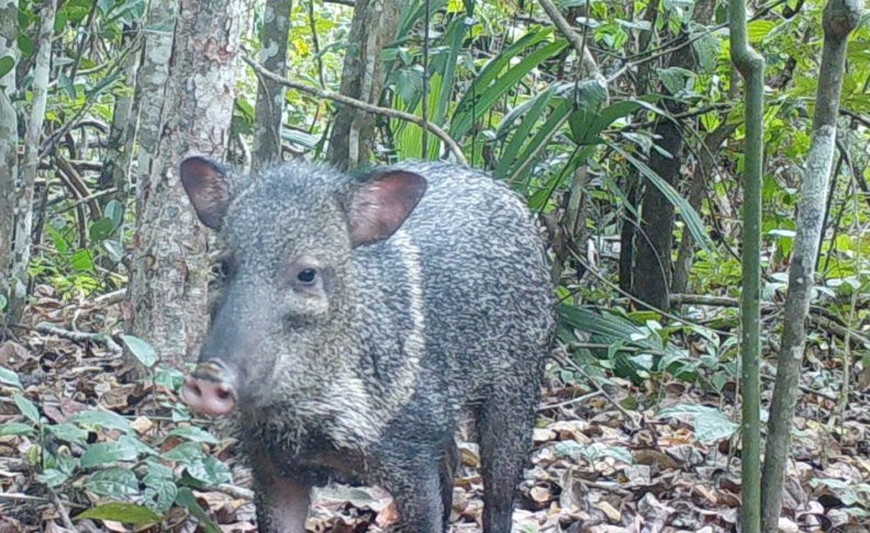 Collared Peccary