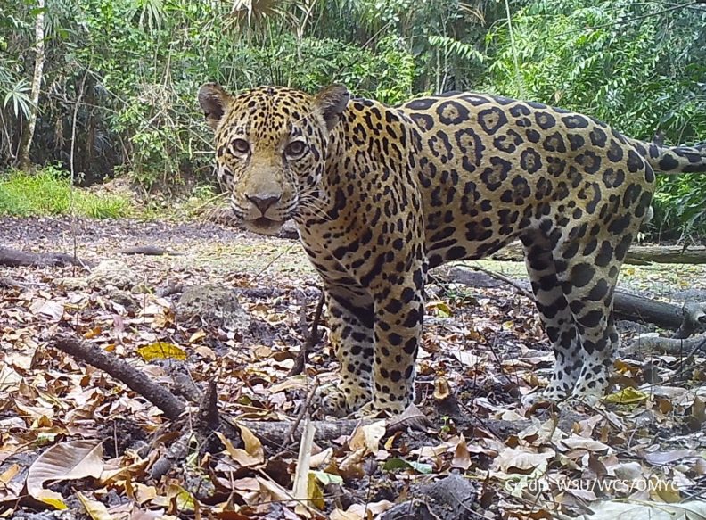 Jaguar