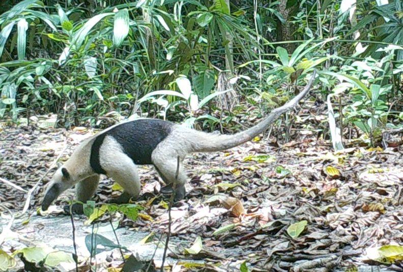 Tamandua