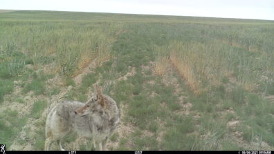 Coyote in agricultural field