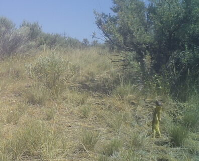 Weasel in sagebrush