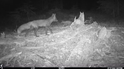 Sierra Nevada Red Fox caught on a camera trap