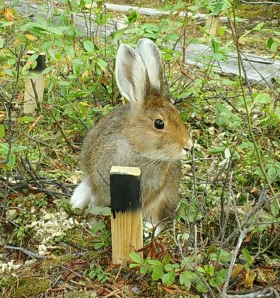 Snowshoe hare on a camera trap