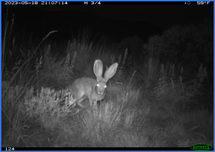 Jackrabbit in fire-impacted sagebrush