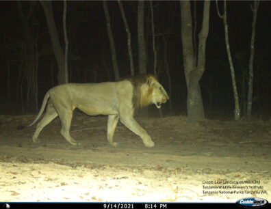 Lion on camera trap from Leo's study site in Tanzania