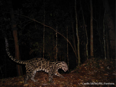 Clouded leopard on a camera trap