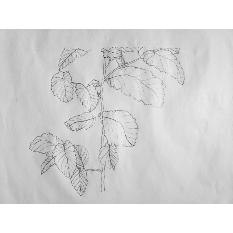 Newsprint drawing of a plant.