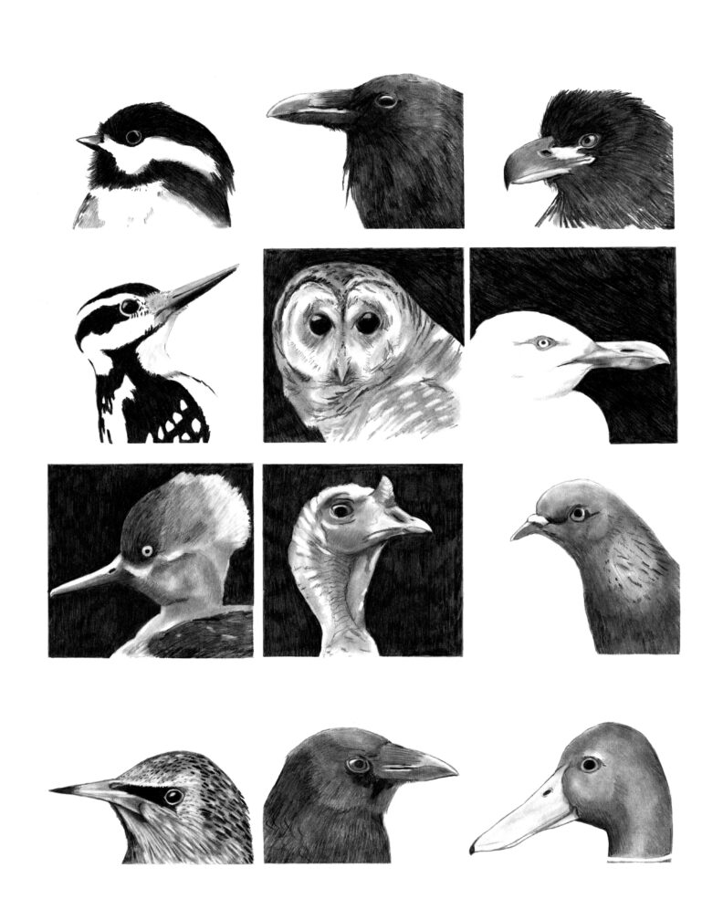 Twelve drawing of birds gridded out brady-bunch style.