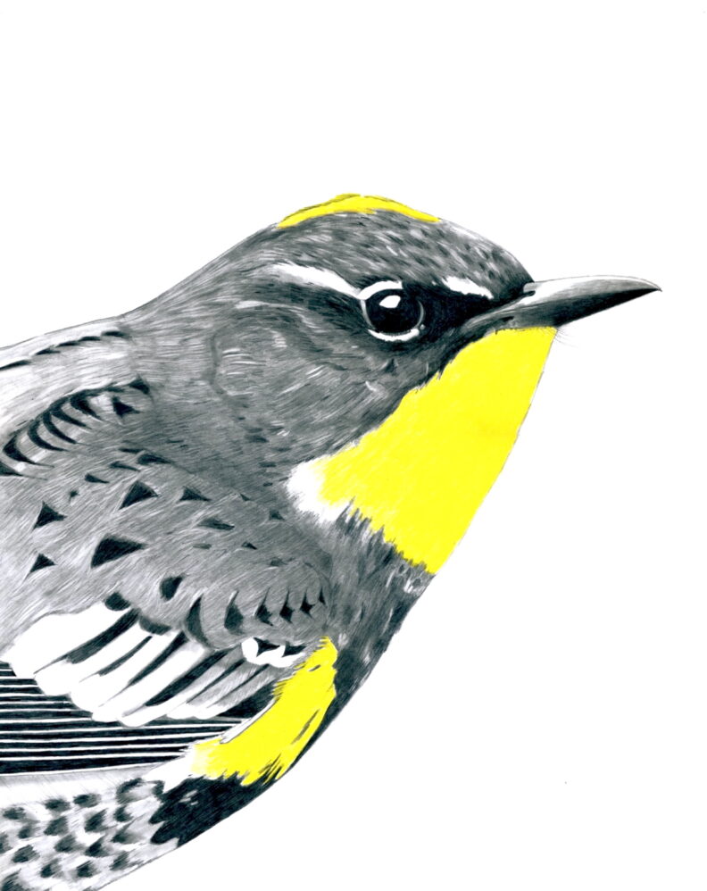 The yellow-rumped Warbler in all its majestic glory.