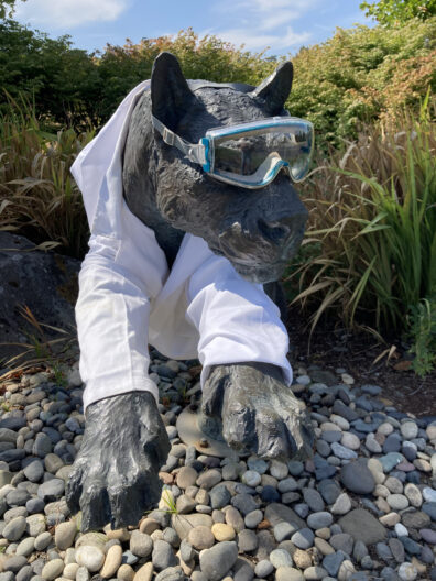 Cougar statue wearing lab coat and goggles.