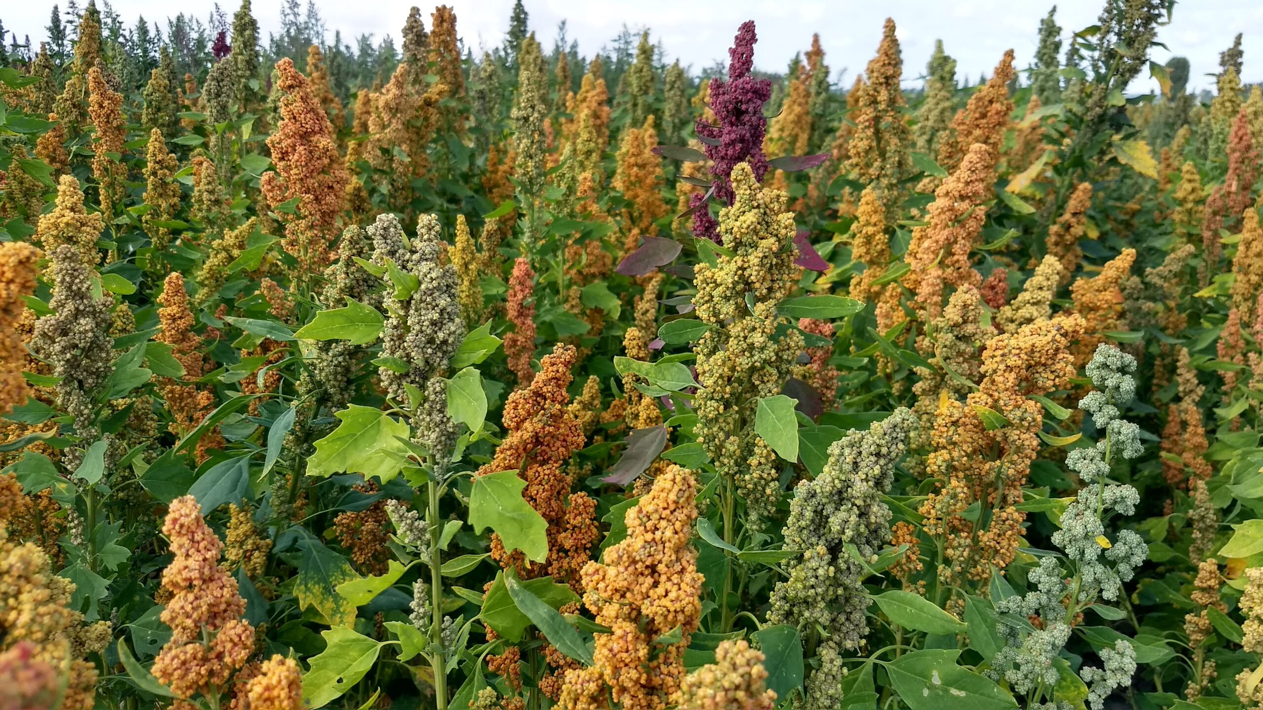 Alternative Rotational Crops home.
