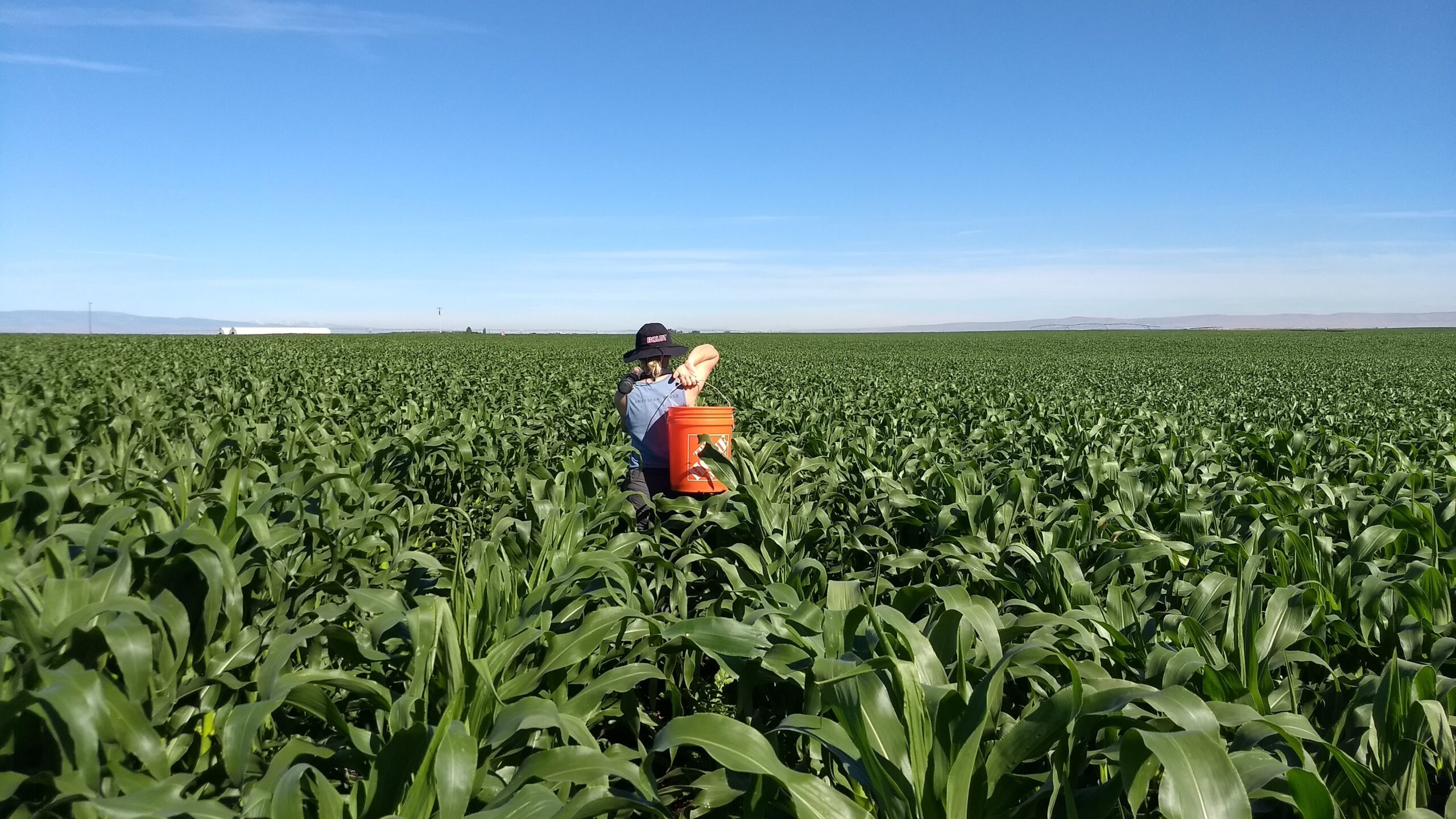 A researcher walking through a cornfield carrying a bucket.