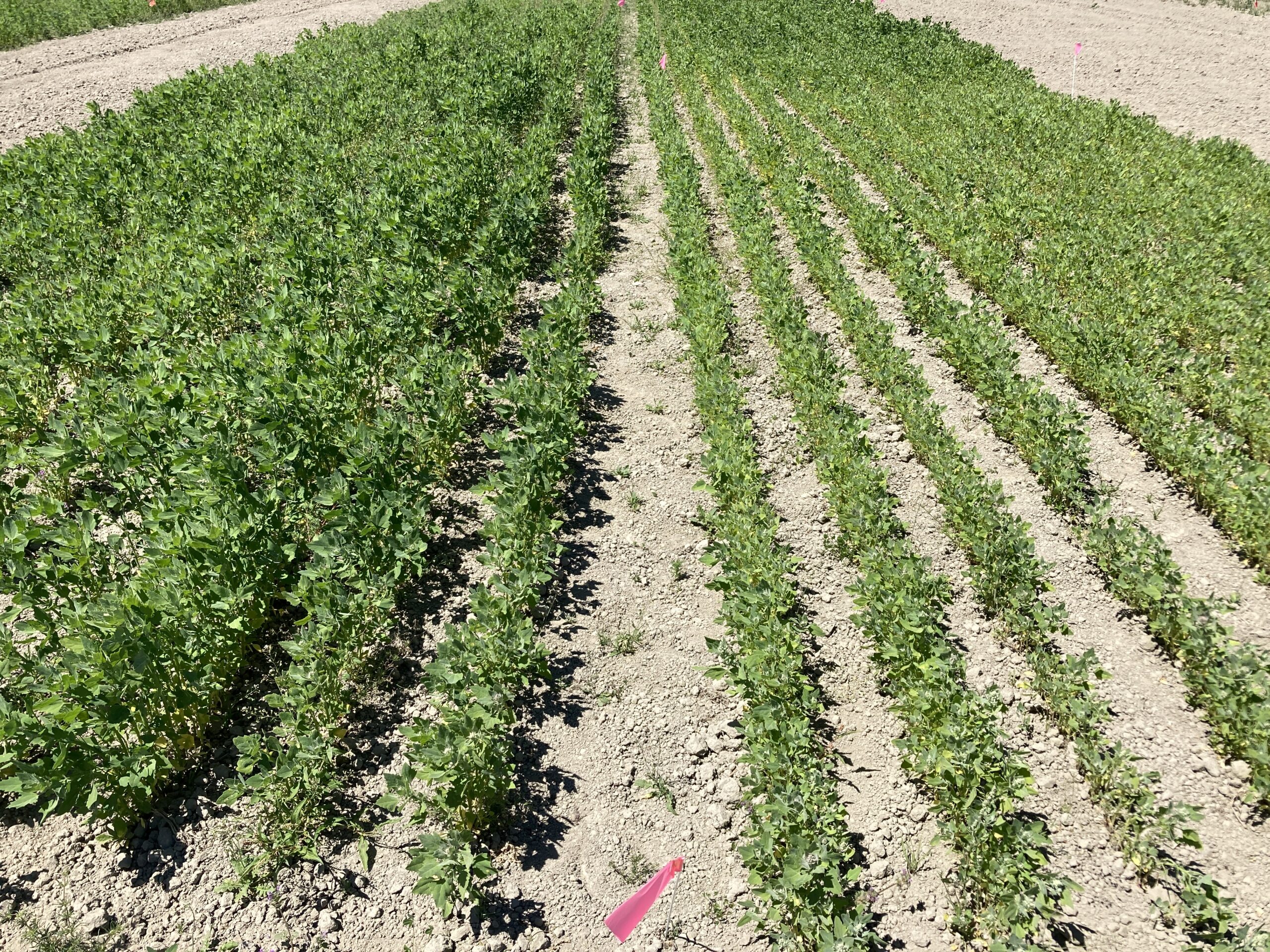 Small quinoa plants growing in a plot.