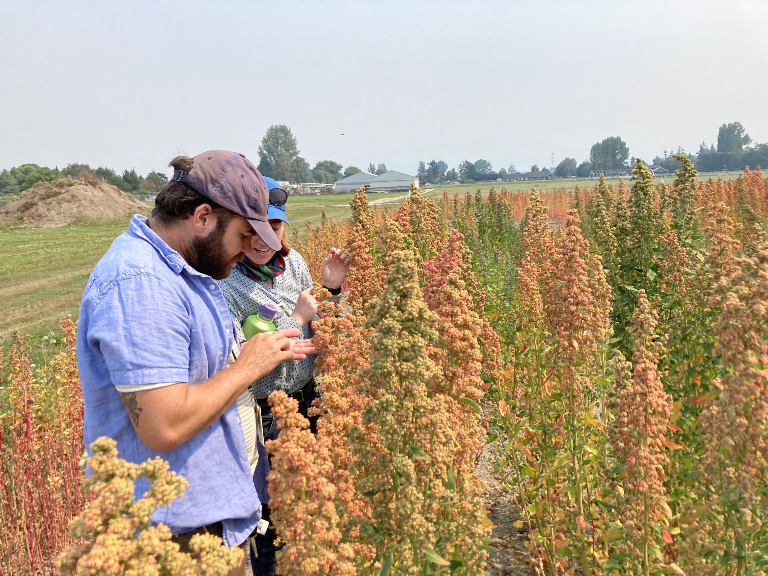 A graduate student closely inspecting quinoa plants in a plot.