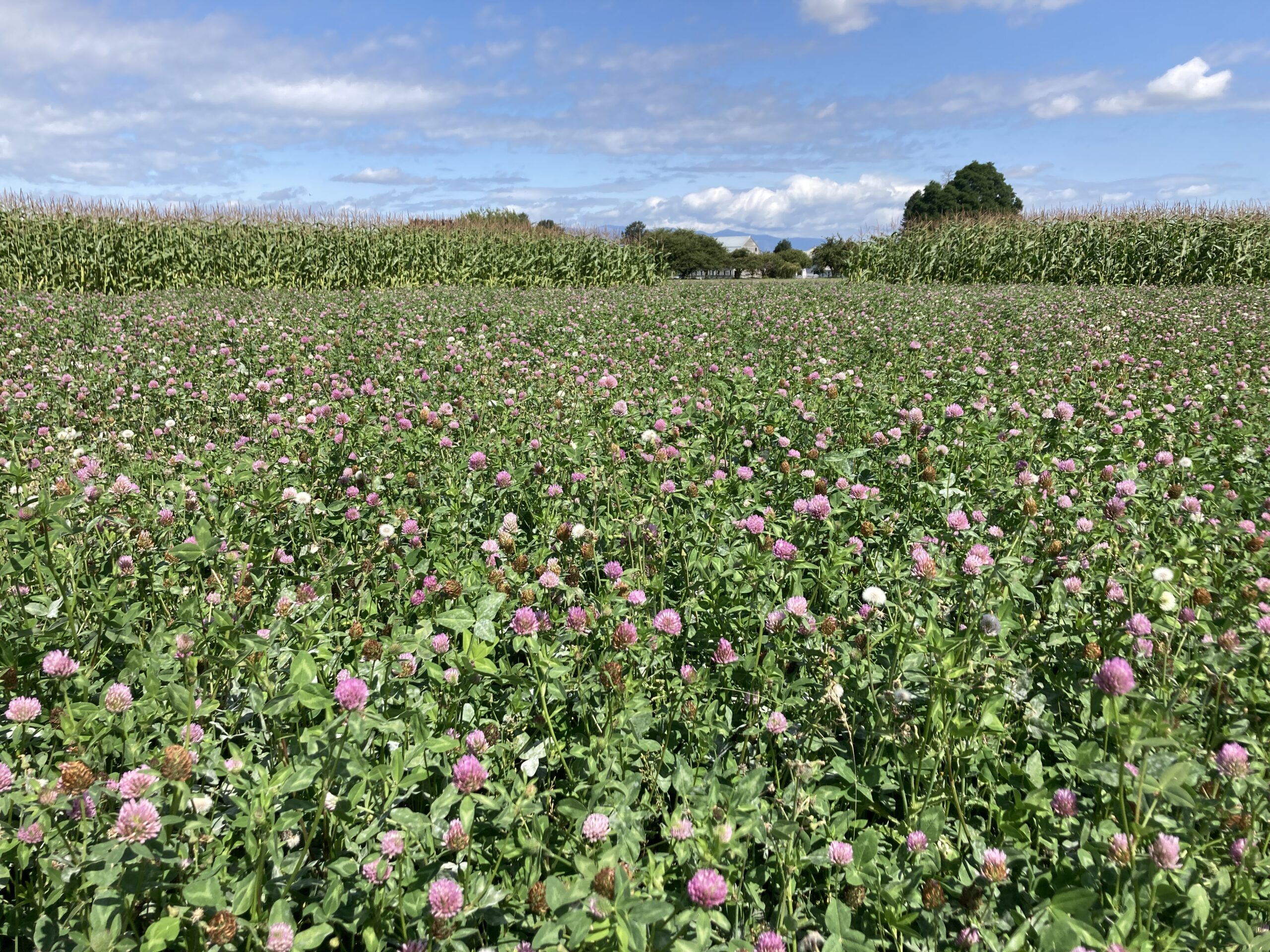 Clover blooms in an LTARE plot.