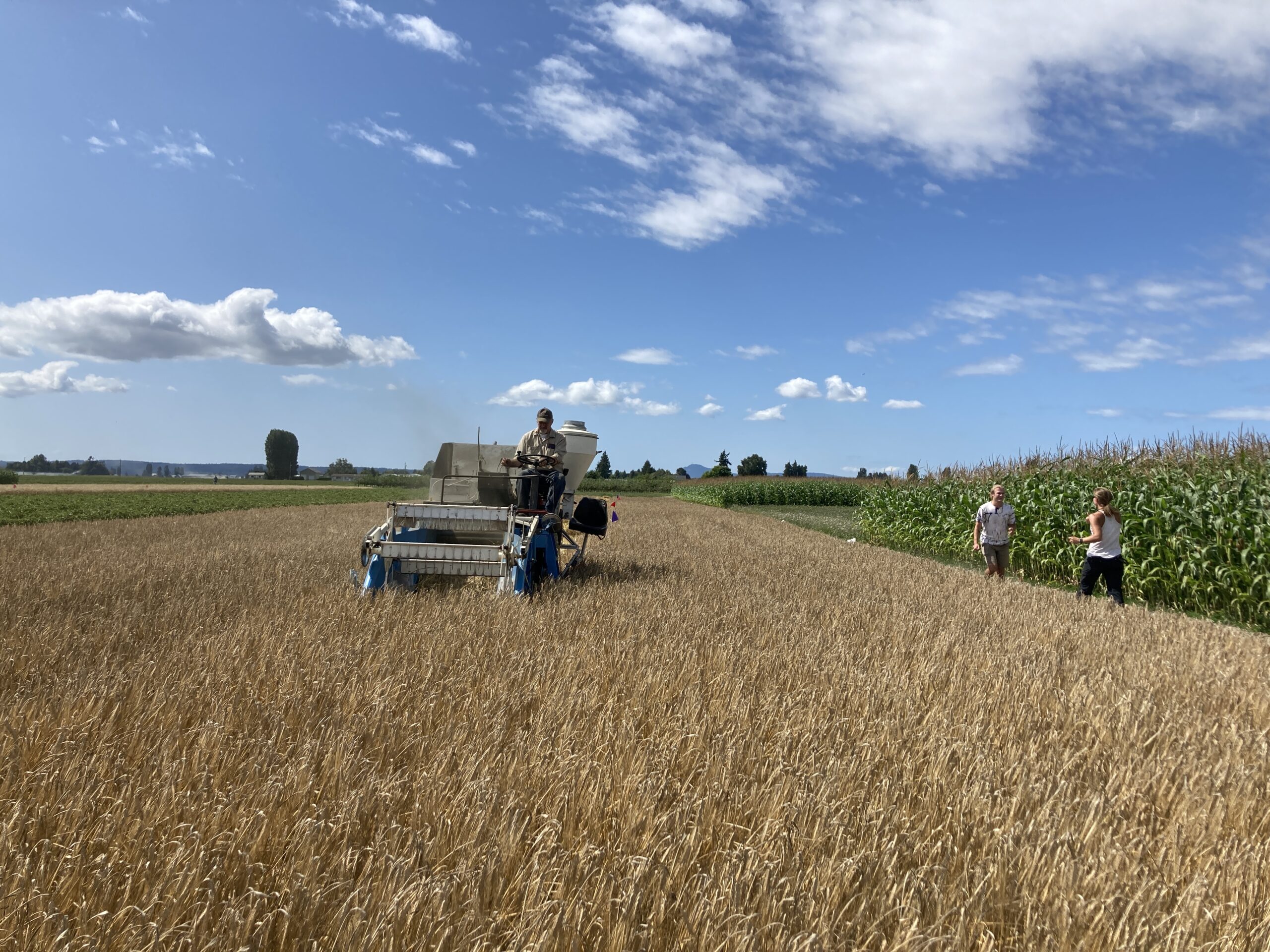 A research team using a plot harvester in a barley field.