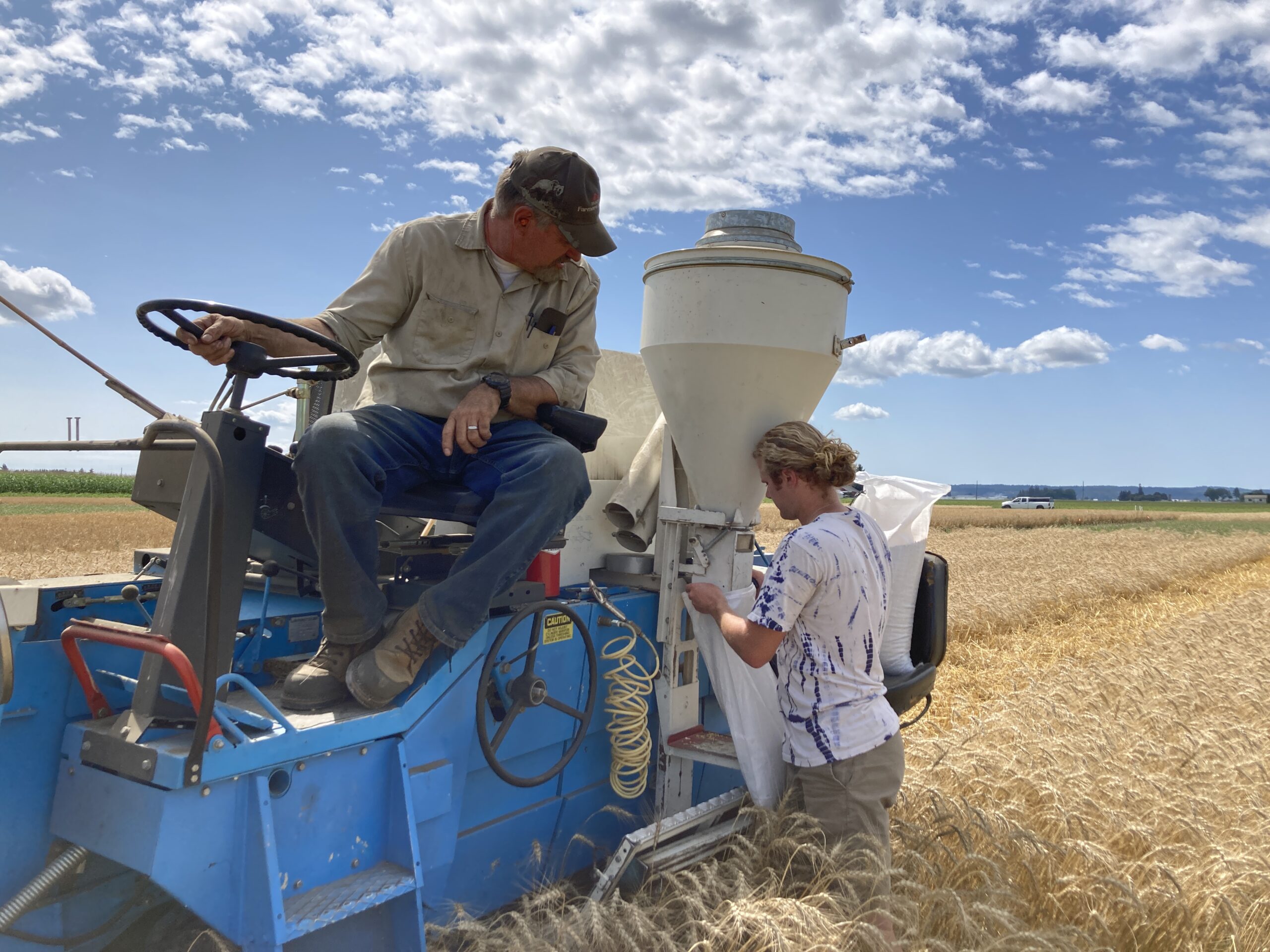Researchers gathering barley from a small plot harvester.