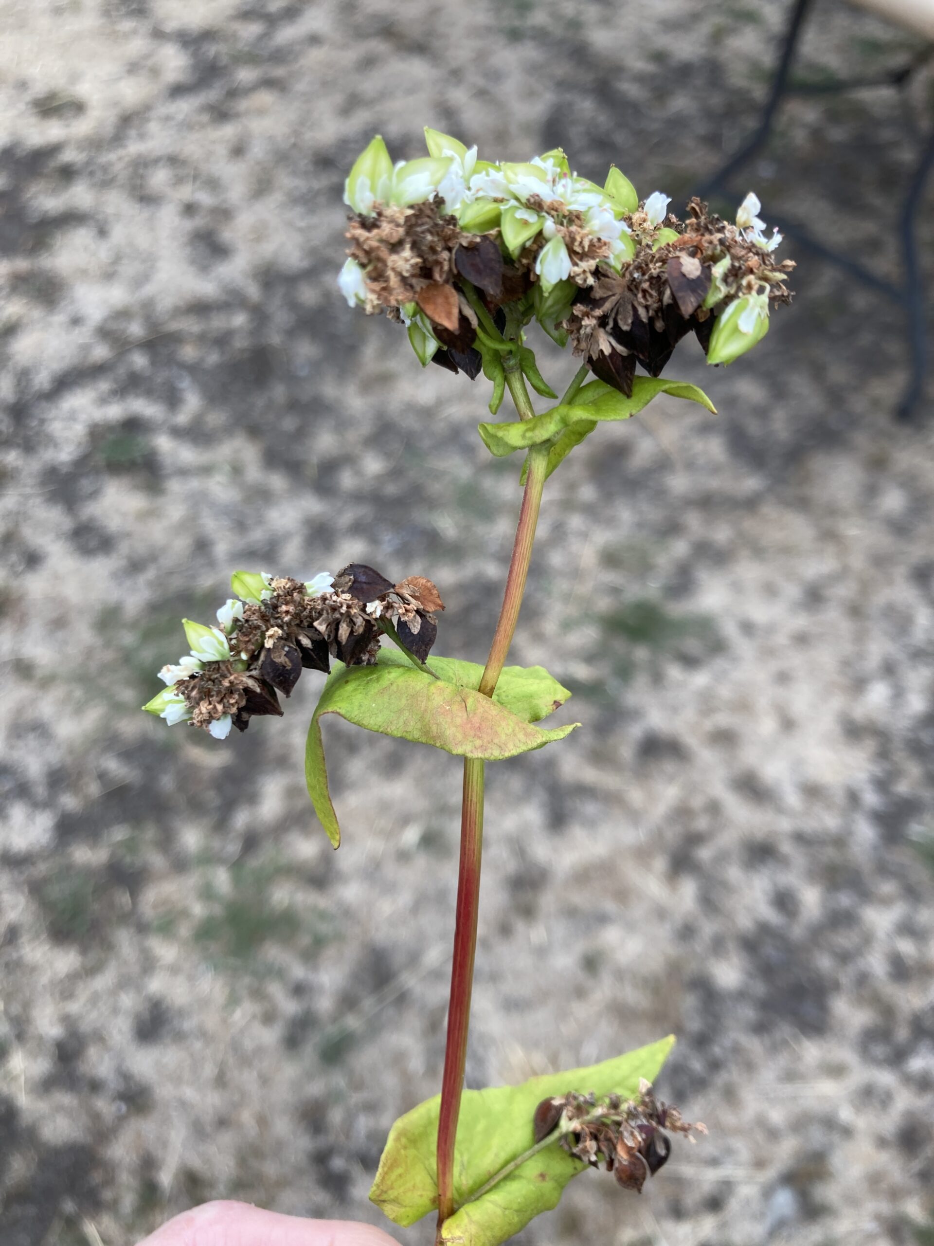 Close-up of buckwheat flowers and seeds.