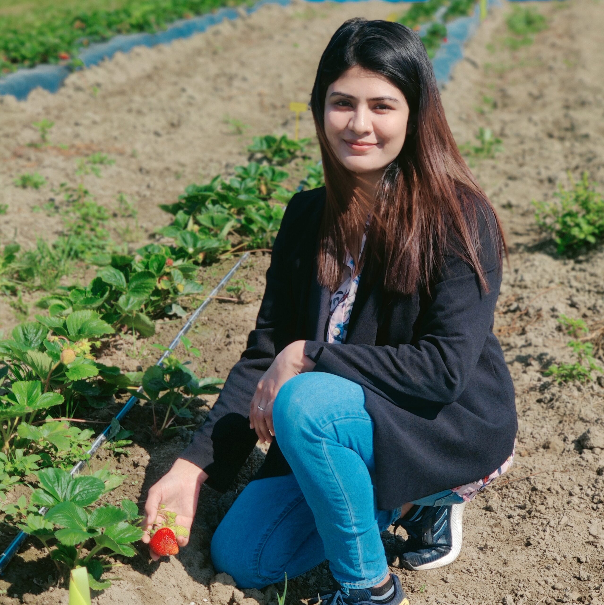 Nayab Gull bending next to a row of strawberries with plastic mulch, smiling at camera