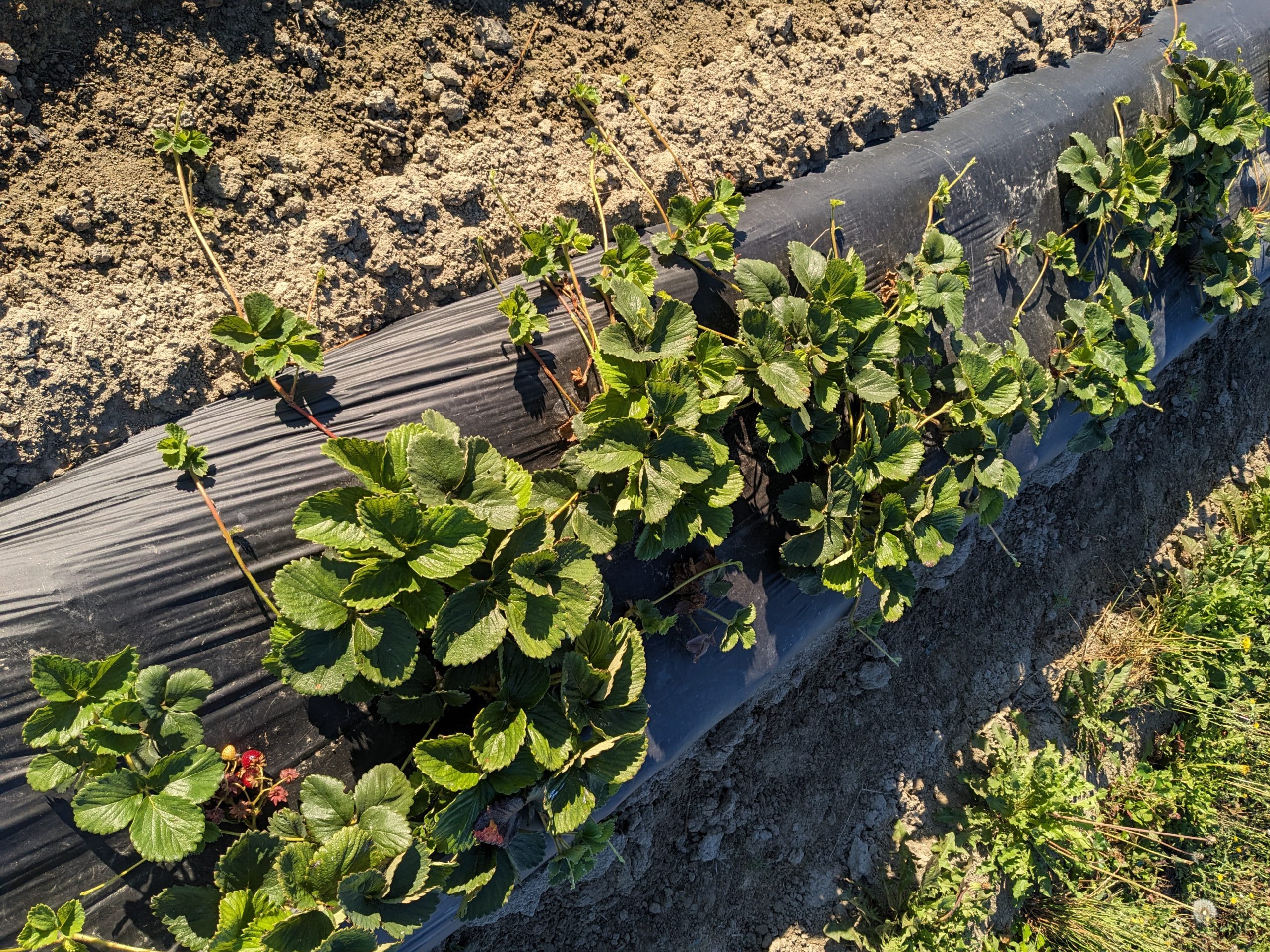 Close-up view of young strawberry plants protected by mulch.