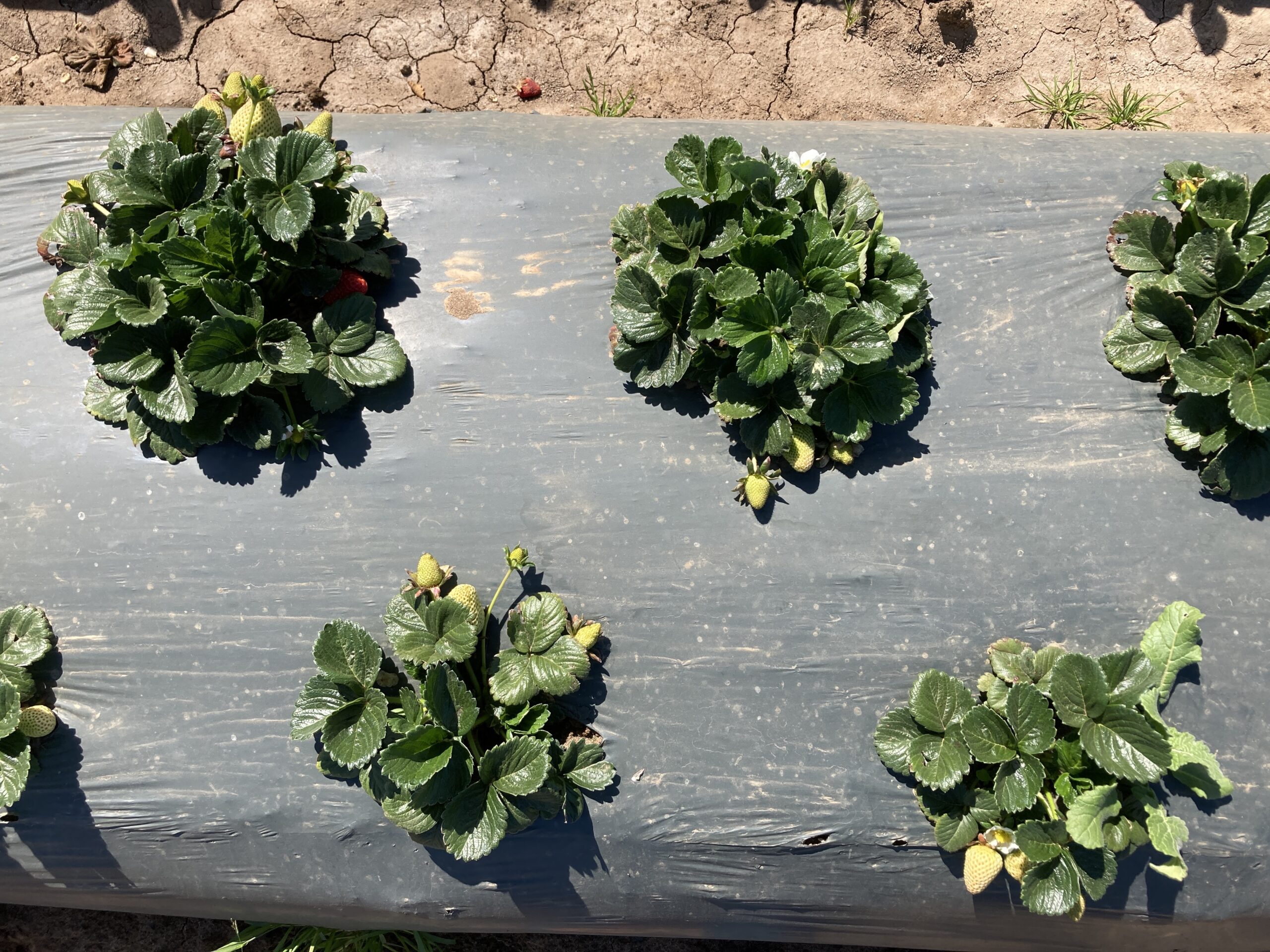Overhead view of young strawberry plants with developing green berries.