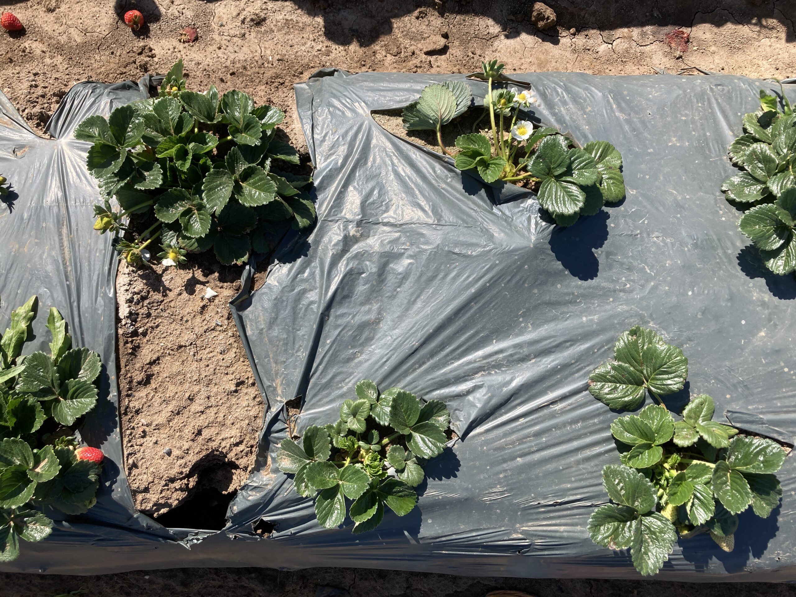 Top-down view of young strawberry plants protected by mulch.