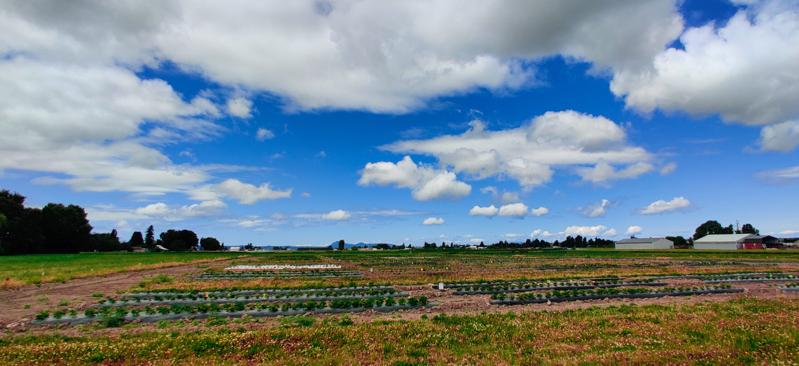 Plots of strawberries with farm buildings visible in the background.