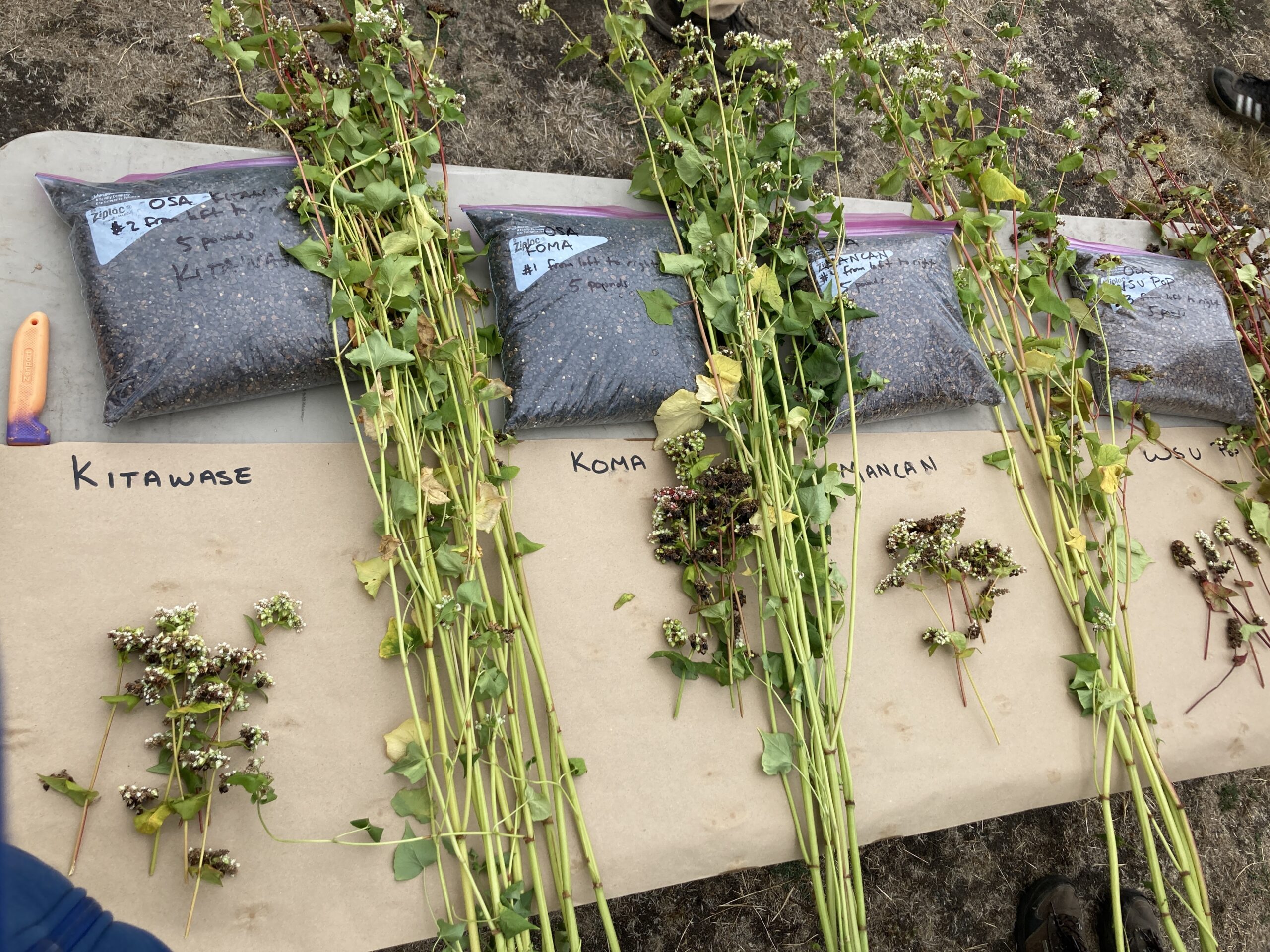 Bundles of buckwheat and bags of seeds labeled by variety.