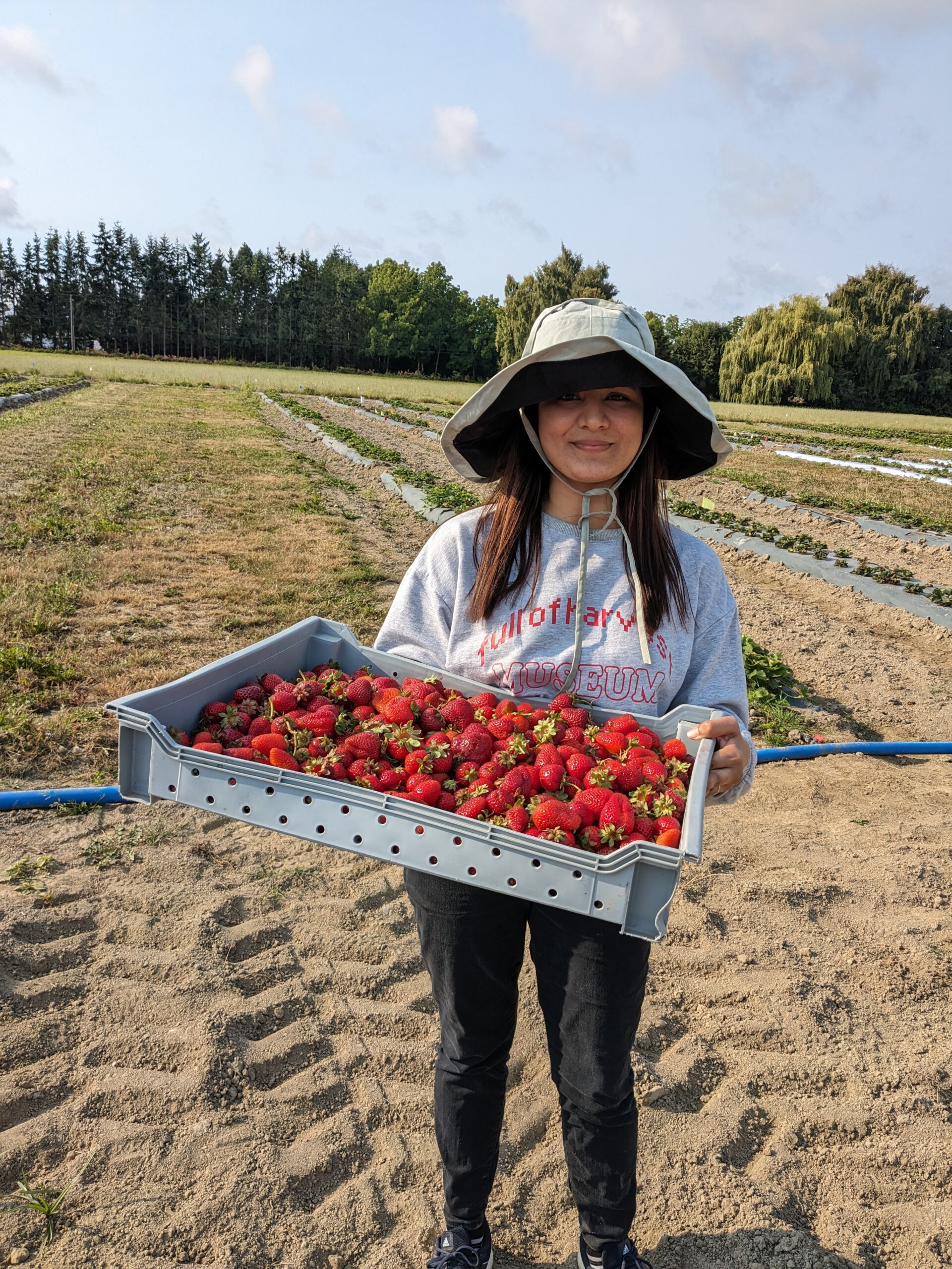 A graduate student holding a flat of strawberries.