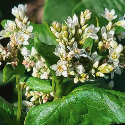 Cluster of white buckwheat flowers with green leaves.