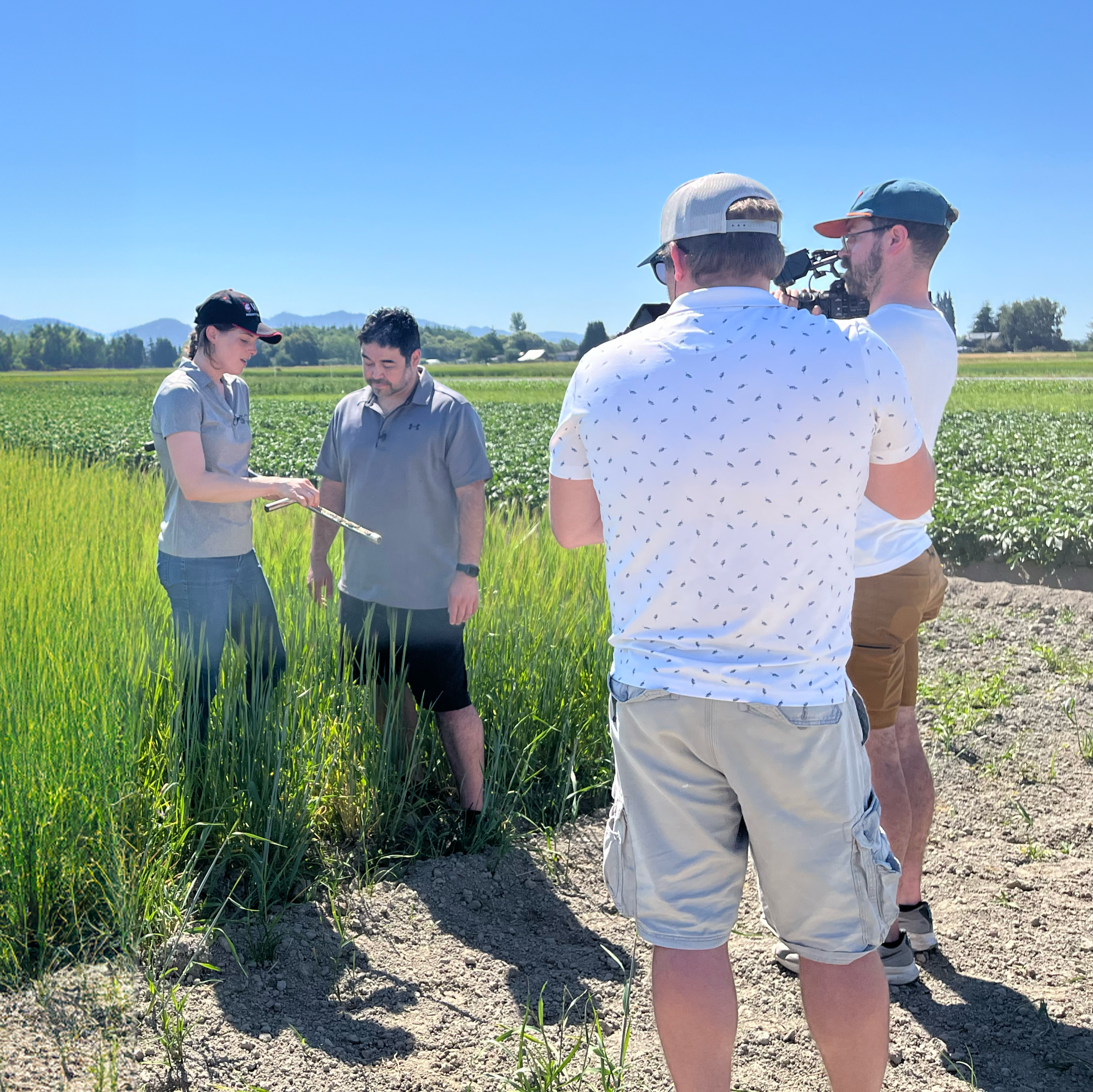 Deirdre and an interviewer standing in a barley field being filmed by camera crew.