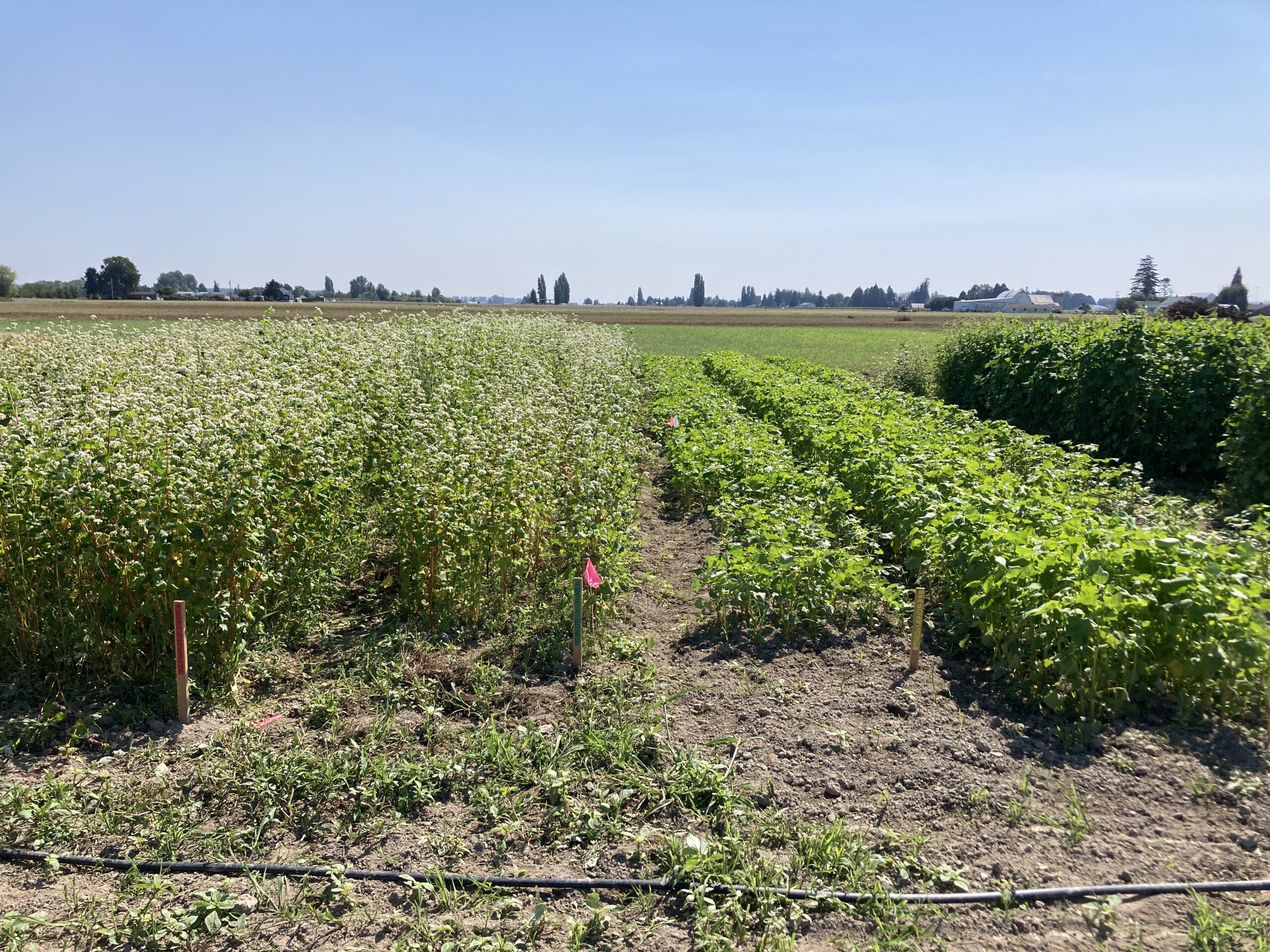 Various buckwheat varieties labeled with stakes in a field.