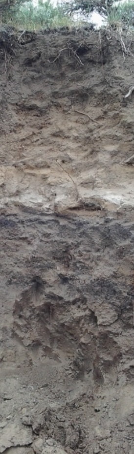 Soil profile showing soil layers and vegetation at top.