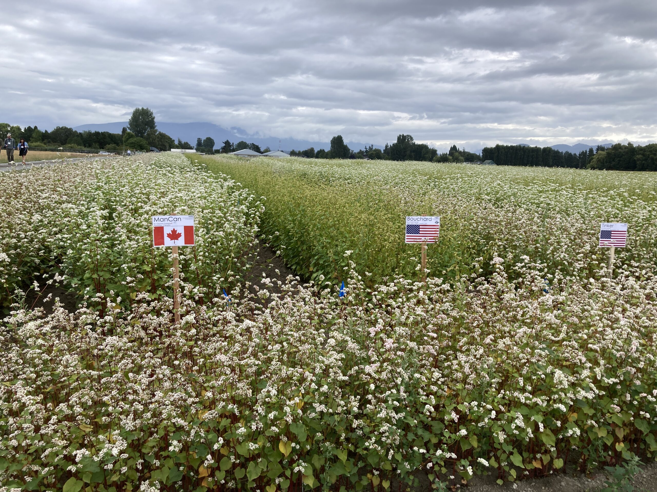 Field trial of different buckwheat varieties in bloom.