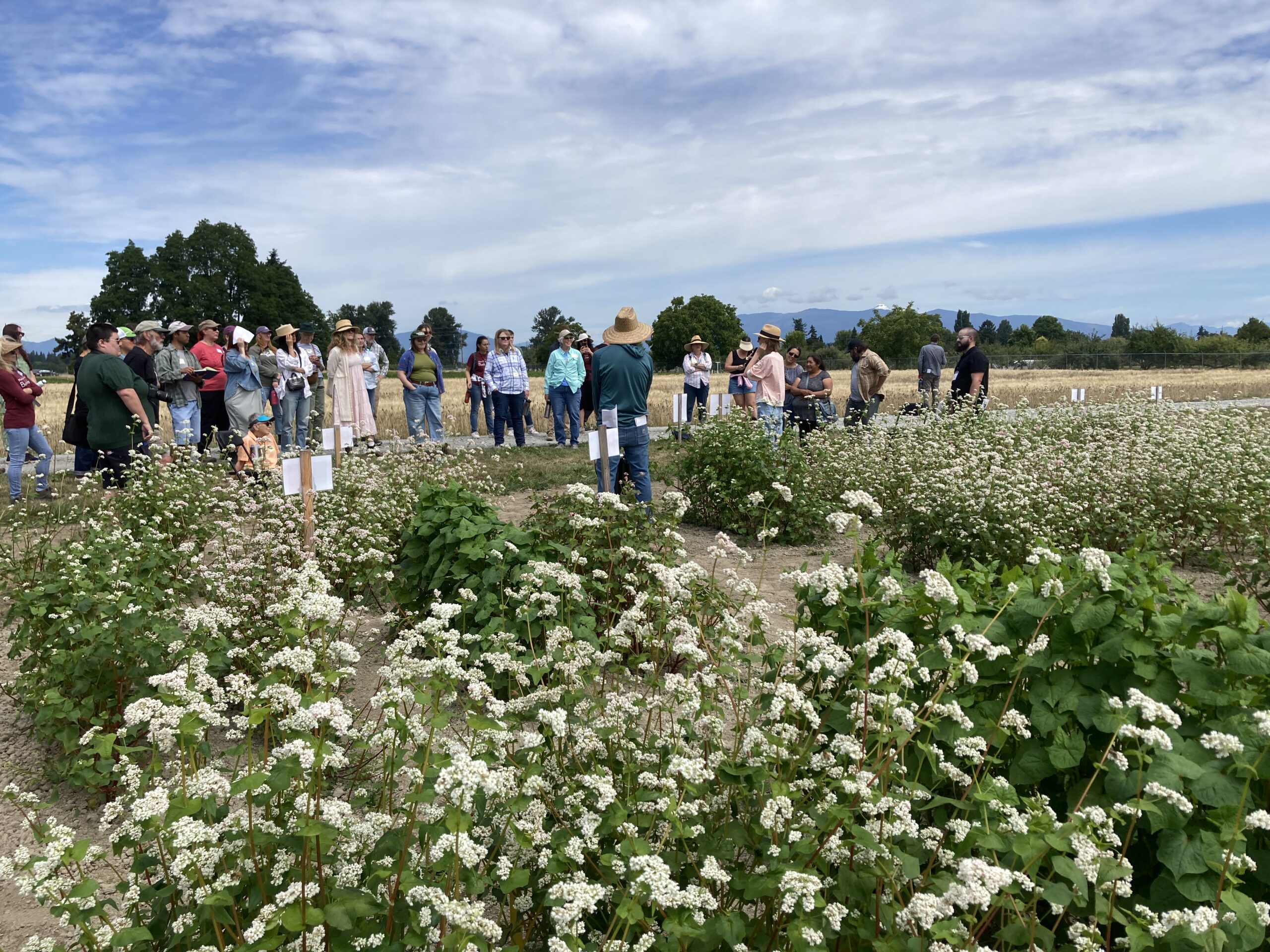 Buckwheat flowering in the foreground with a group talking in the background.